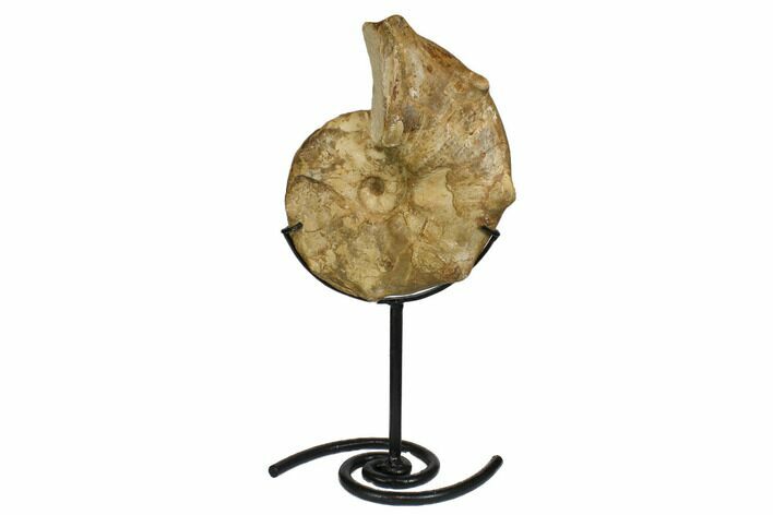 Cretaceous Ammonite (Mammites) Fossil with Metal Stand - Morocco #164229